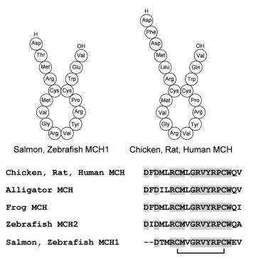 Structure of some kinds of MCH