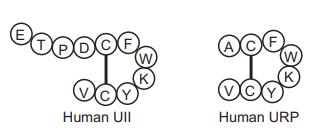 Structure of Human UII and Human URP