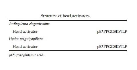  head activatorStructureSynthesis and releaseBiological functions