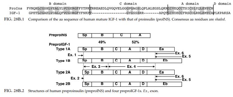 structure of IGF