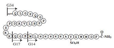 Structure of Human preprogastrin