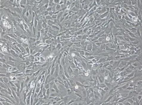 大鼠真皮成纤维细胞