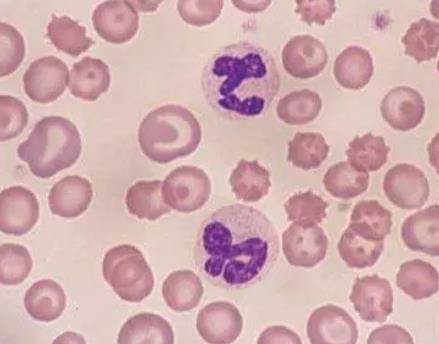 大鼠外周血中性粒细胞