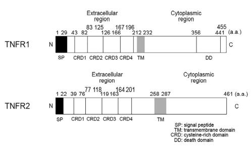 two types of TNF receptors