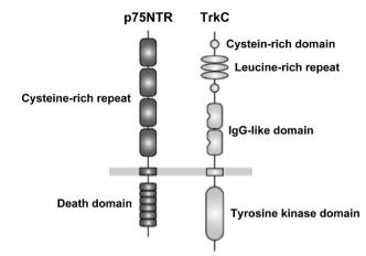 p75NTR