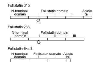 FOLLISTATIN