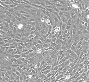 ROS1728 大鼠成骨细胞