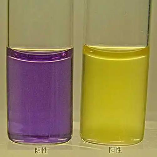 溴甲酚紫葡萄糖蛋白胨水培养基的应用