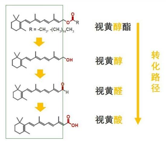 有效抗老的新型类视黄醇——羟基频哪酮视黄酸酯（HPR）