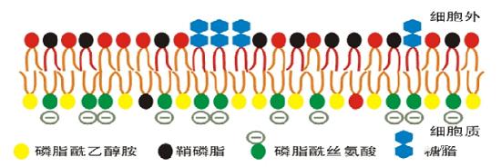 磷脂酰丝氨酸ー-大脑健康的核心原料