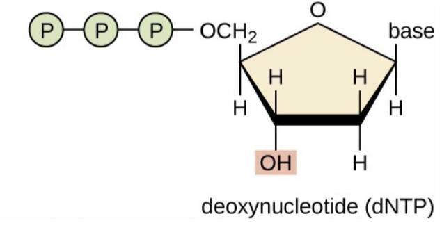 脱氧核苷酸的制备方法