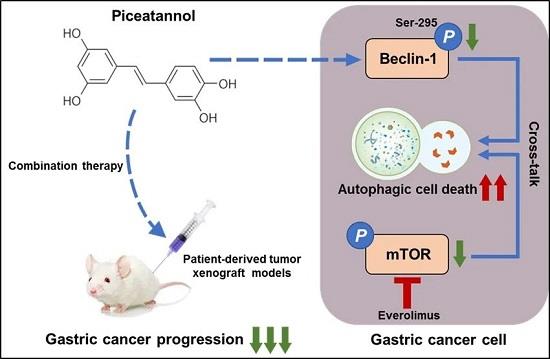 天然小分子白皮杉醇抑制肿瘤发展的机制及胃癌联合治疗新策略