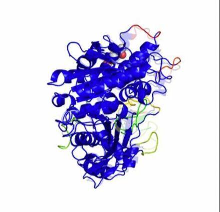 CHOLESTEROL ESTERASE.jpg