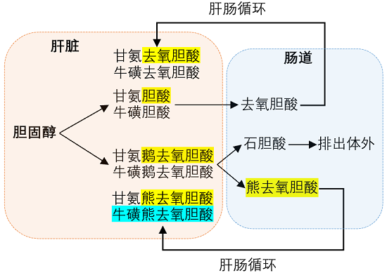 牛磺熊去氧胆酸2.png