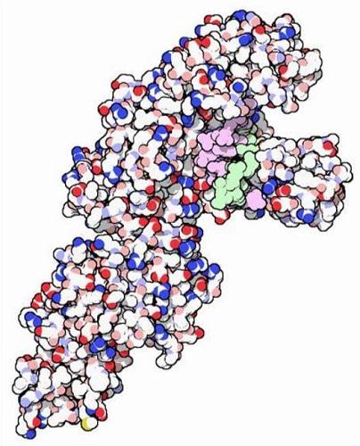 DNA polymerase.jpg