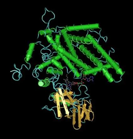 长链脂肪酸酰基辅酶A水解酶抗体的应用