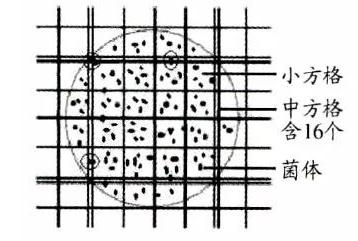 血球计数示意图