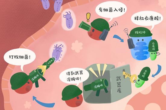 衣康酸通过诱导溶酶体生物合成来增强机体的抗菌能力