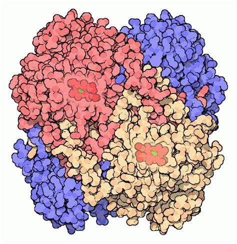 catalase.jpg