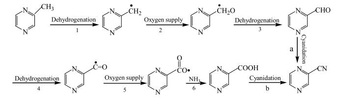 氨氧化催化合成2-氰基吡嗪的研究	