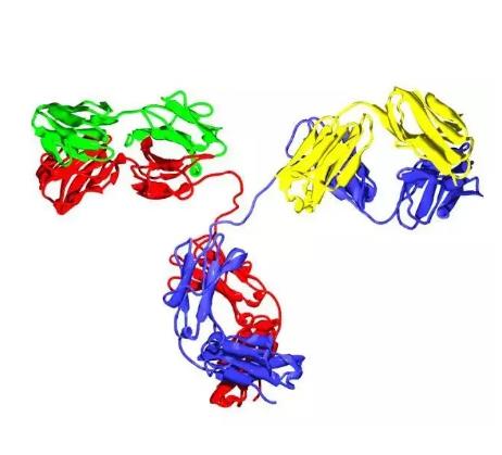 泛素化组蛋白H2AX抗体的应用