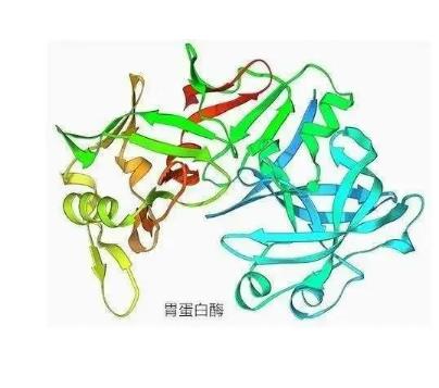 胃蛋白酶原C抗体的应用