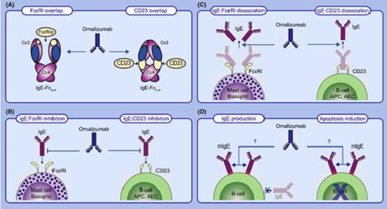 奥马珠单抗独特的抗过敏机制，及后奥马珠时代IgE抗体开发