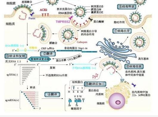 溶菌酶对新冠病毒重大科研突破!