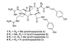 (±)-Anchinopeptolide D.jpg