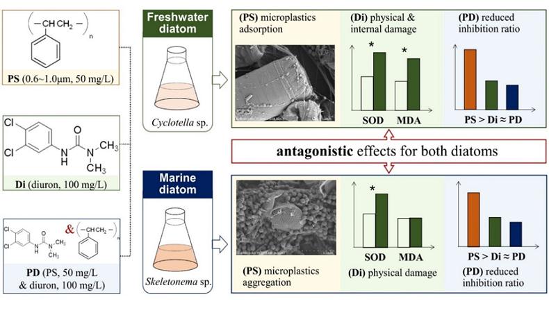 在微塑料和敌草隆对硅藻的毒性效应研究方面获得新进展