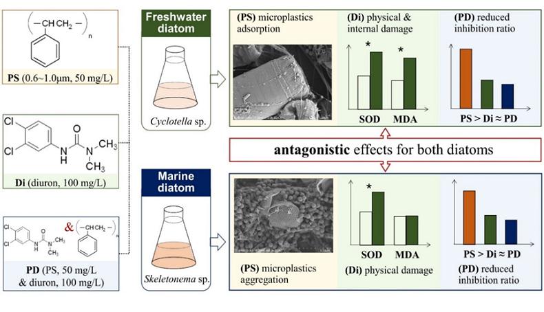 微塑料和敌草隆对淡水及海洋硅藻的毒性机制.png