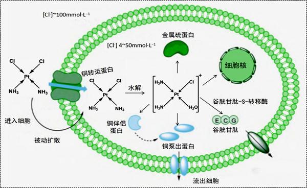 潜入敌人内部——进入细胞.png