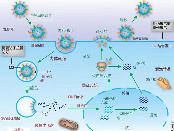 图3. 流感病毒复制周期.png