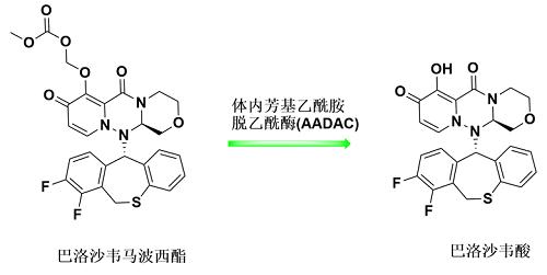 图2. 巴洛沙韦体内代谢.png