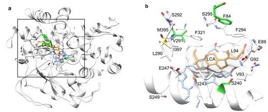 P450单加氧酶三重突变体可转化石胆酸为熊去氧胆酸.jpg