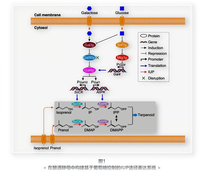 在酿酒酵母中构建基于葡萄糖控制的IUP途径表达系统.png