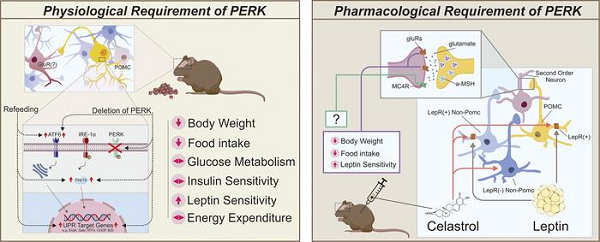 PERK蛋白激酶