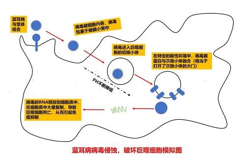 替米考星与替米考星磷酸盐的区别