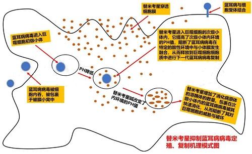 替米考星活化了肺泡巨噬细胞.jpg