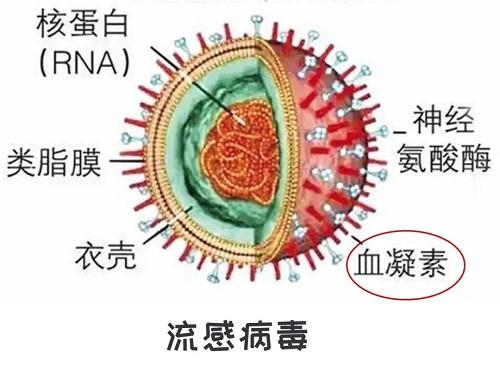 除奥司他韦外，另一种重要的抗流感病毒药物——阿比多尔