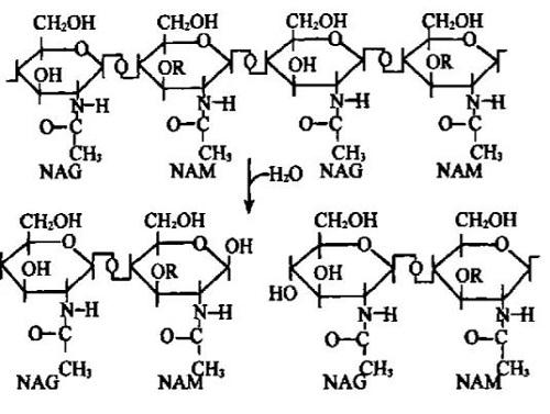 图2   溶菌酶催化水解NAG与NAM之间的糖苷键.jpg