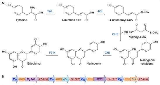 利用谷棒菌从酪氨酸生物合成圣草酚1.png