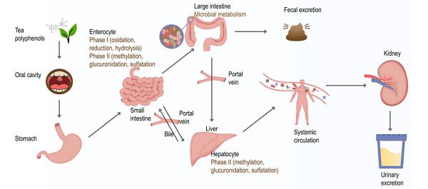茶多酚在人体中的吸收和生物转化研究
