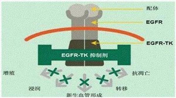 EGFR-TKI工作机制示意图