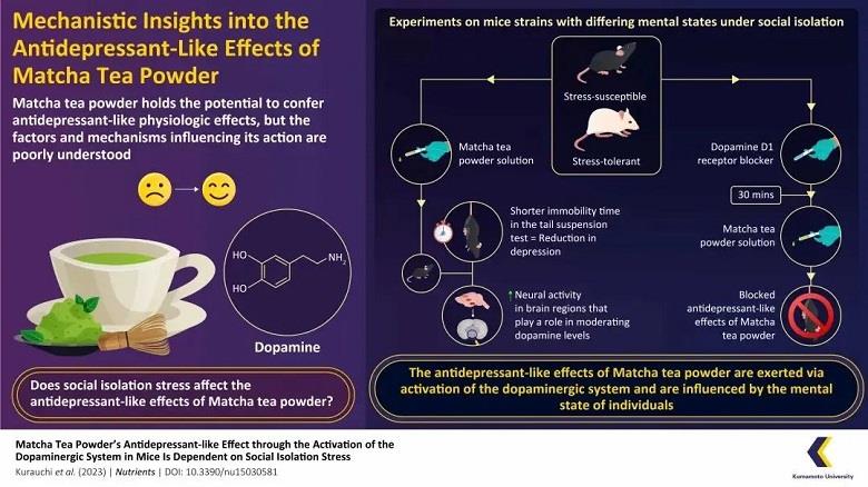 阐明抹茶是如何产生类似抗抑郁效果的.jpg