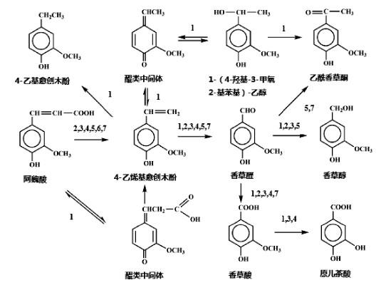 微生物发酵法合成4-乙烯基-2-甲氧基苯酚.jpg