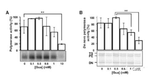 Fig4. 鸟苷对丙型肝炎病毒NS5B活性的影响