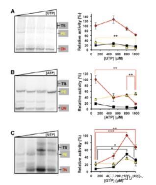 Fig8. 核苷三磷酸的浓度对NS5B RNA聚合酶活性的影响