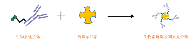 生物素化抗体与链霉亲和素互作示意图