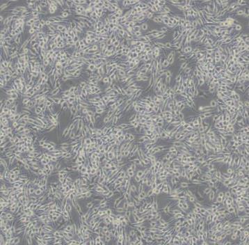 大鼠嗜碱性粒细胞性白血病细胞